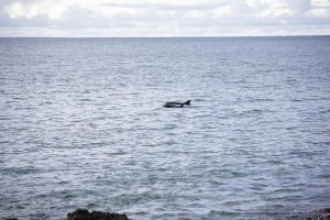 Nuquí Chocó Delfines en el Pacifico
